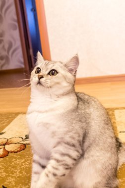 Yerli kedi oyun yerde