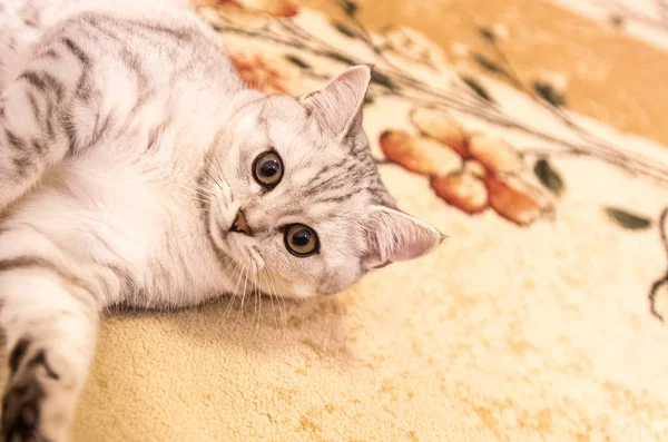 Hauskatze spielt auf dem Fußboden — Stockfoto