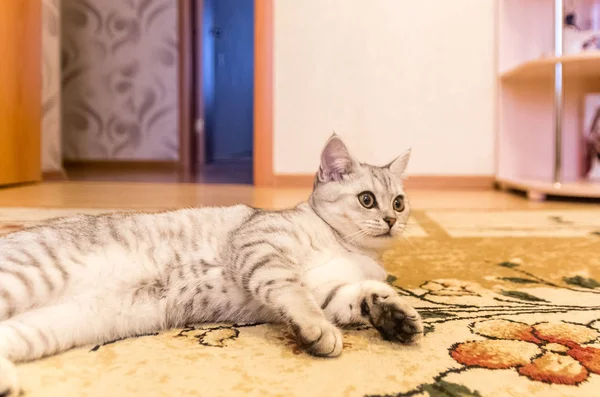 Hauskatze spielt auf dem Fußboden — Stockfoto