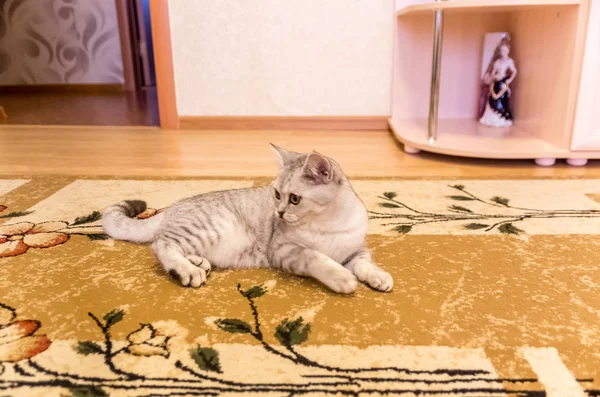 Doméstico gato jogar no chão — Fotografia de Stock