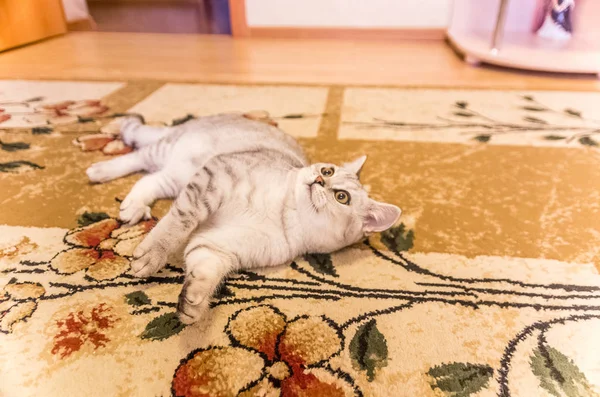 Binnenlandse kat spelen op de verdieping — Stockfoto