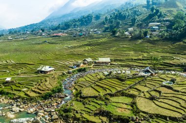 Vietnam pirinç terasta harika görünümü