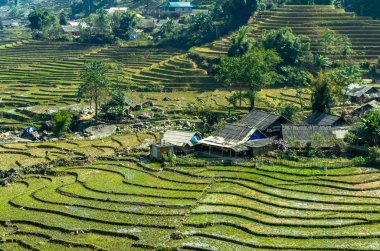 Vietnam pirinç terasta harika görünümü