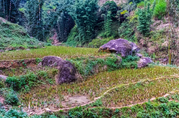 Vista Colorida Incrível Terraço Arroz Aldeia Sapa Vietnã — Fotografia de Stock
