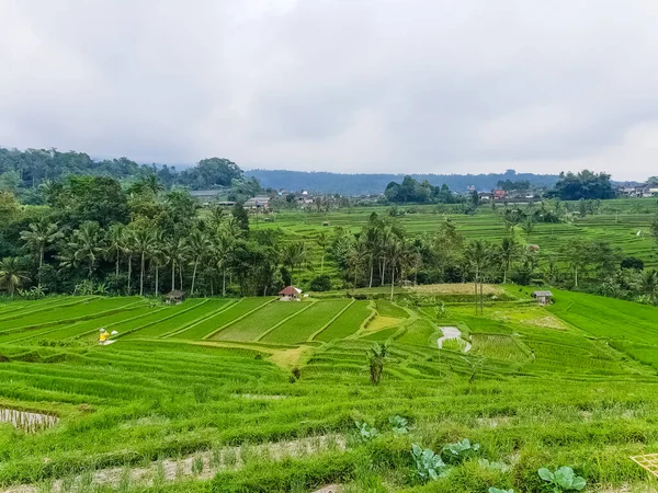 Panorama Vista Sobre Terraços Arroz Jatiluwih Bali Indonésia — Fotografia de Stock