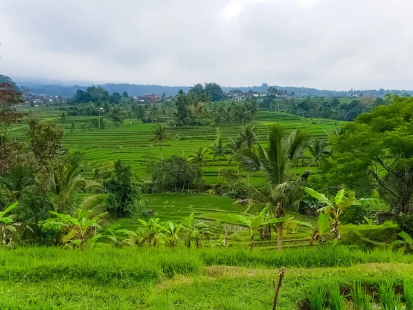 Panorama View Rice Terraces Jatiluwih Bali Indonesia — Stock Photo, Image