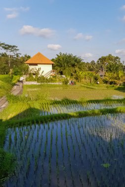 Ubud, Bali, Endonezya 'daki villa ve pirinç tarlasına manzara