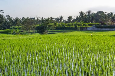 Ubud, Bali, Endonezya 'daki villa ve pirinç tarlasına manzara