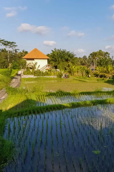 Vistas Panorámicas Villa Campo Arroz Ubud Bali Indonesia — Foto de Stock