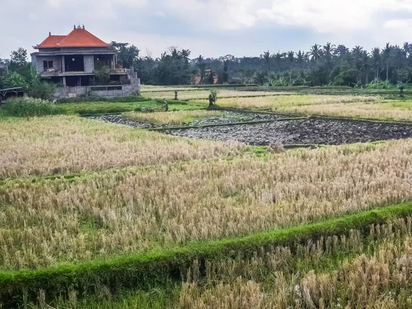 Vista Sobre Campo Arroz Cortado Ubud Bali Indonésia — Fotografia de Stock