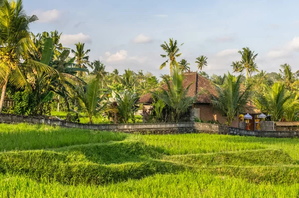 Naturskön Utsikt Över Villa Och Risfält Ubud Bali Indonesien Royaltyfria Stockfoton