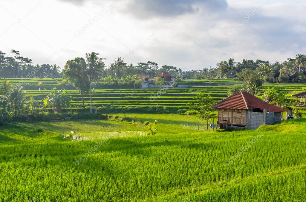Scenic view on villa and rice field in Ubud, Bali, Indonesia
