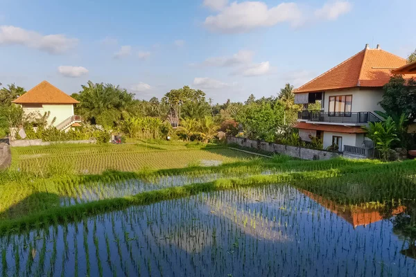 Näkymä Huvila Riisipellolle Ubud Bali Indonesia — kuvapankkivalokuva