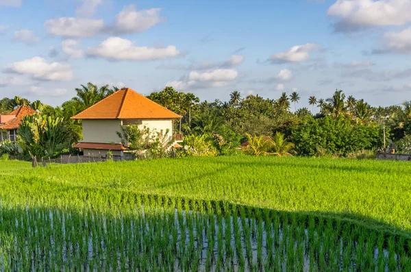 Näkymä Huvila Riisipellolle Ubud Bali Indonesia — kuvapankkivalokuva