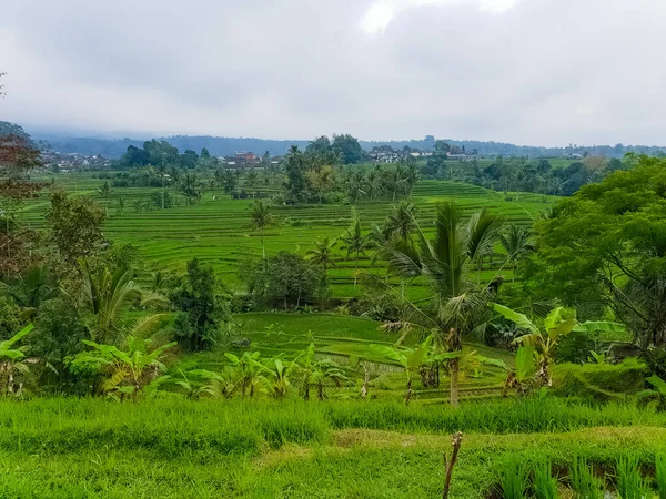 Vista Panorámica Las Terrazas Arroz Jatiluwih Bali Indonesia — Foto de Stock