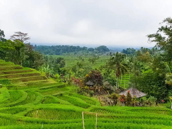 Панорама Рисовых Террасах Jatiluwih Бали Индонезия — стоковое фото