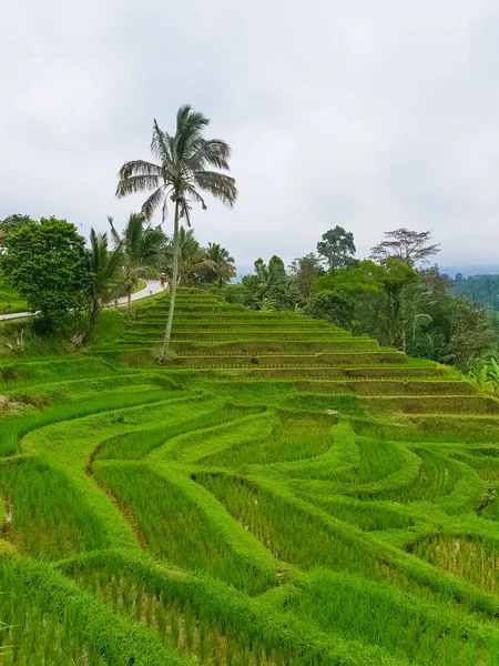 Pirinç Tarlalarında Panorama Manzarası Jatiluwih Bali Endonezya — Stok fotoğraf