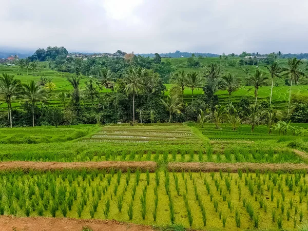 Vue Panoramique Sur Les Terrasses Riz Jatiluwih Bali Indonésie — Photo