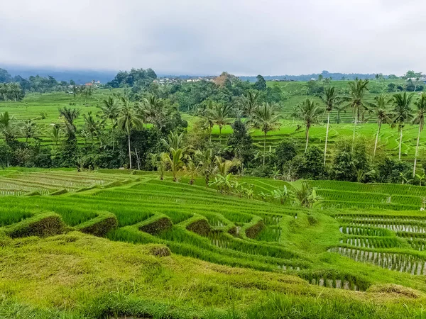 Rundumblick Auf Reisterrassen Jatiluwih Bali Indonesien — Stockfoto