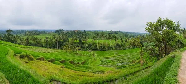 Panorama Vista Sobre Terraços Arroz Jatiluwih Bali Indonésia — Fotografia de Stock