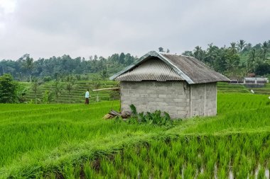 Pirinç tarlalarındaki ahır manzarası Jatiluwih, Bali, Endonezya