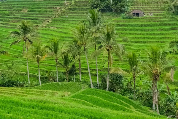 Panorama Vista Sobre Terraços Arroz Jatiluwih Bali Indonésia — Fotografia de Stock