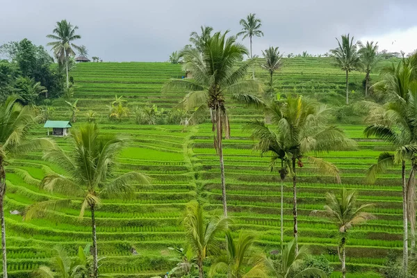 Panorama Utsikt Över Ris Terrasser Jatiluwih Bali Indonesien — Stockfoto