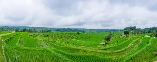 Vue Panoramique Sur Les Terrasses Riz Jatiluwih Bali Indonésie — Photo