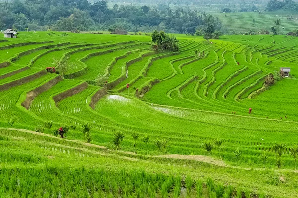 Panorama Pohled Rýžové Terasy Jatiluwih Bali Indonésie Stock Obrázky