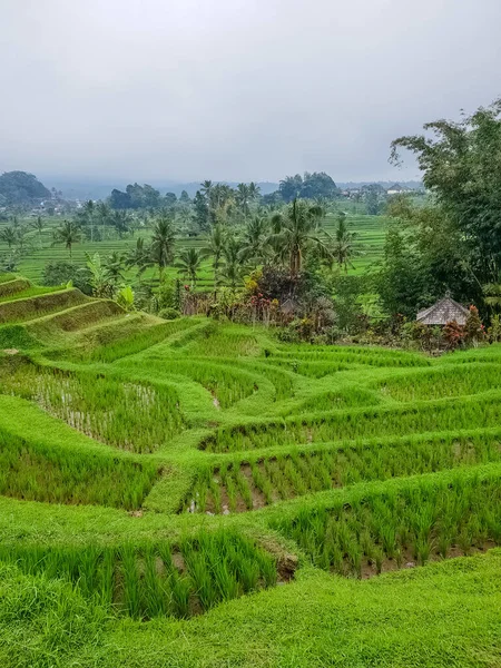 Panorama Vista Sobre Terraços Arroz Jatiluwih Bali Indonésia — Fotografia de Stock