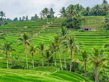 Pirinç tarlalarında panorama manzarası Jatiluwih, Bali, Endonezya