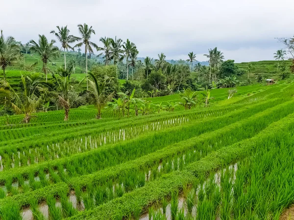 Rundumblick Auf Reisterrassen Jatiluwih Bali Indonesien — Stockfoto