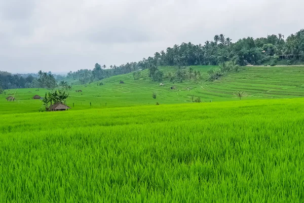 Panorama Vista Sobre Terraços Arroz Jatiluwih Bali Indonésia — Fotografia de Stock