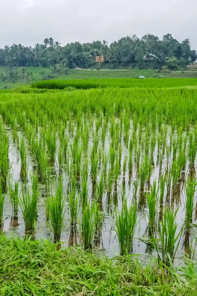 Closeup View Rice Terraces Jatiluwih Bali Indonesia — Stock Photo, Image