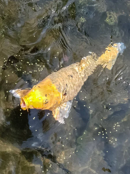 Vue Rapprochée Sur Poisson Doré Dans Piscine Temple Tirta Gangga — Photo