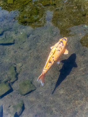 Endonezya, Bali 'deki Tirta Gangga Tapınağı' nda havuzdaki altın balığa yakından bakın.