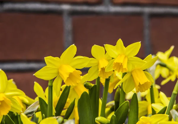 Frische Frühlingsnarzissenblüten im grünen Gras als Straßendekoration auf Backsteinmauer Hintergrund — Stockfoto