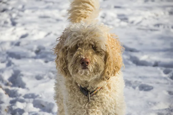 Labradoodle arka bahçesinde kar oynarken 