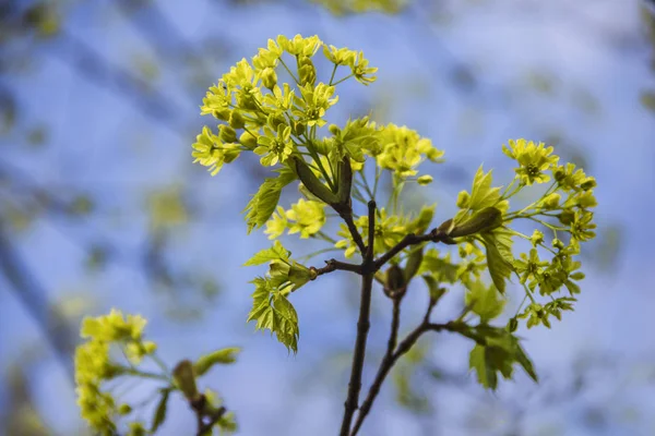 Jarní Kvetoucí strom javor mléč, javor mléč, zavřete a pak vystřelí proti rozmazání větve a pozadí oblohy — Stock fotografie