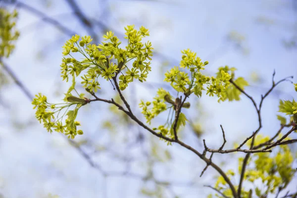 Schot tegen wazig takken en hemelachtergrond voorjaar bloei van de Noorwegen esdoorn, Noorse esdoorn, close-up — Stockfoto