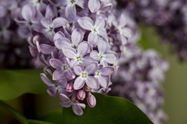 Bazı su damlaları ile yakın çekim yeşil veya siyah arka plan güzel Menekşe leylak demet çiçekler