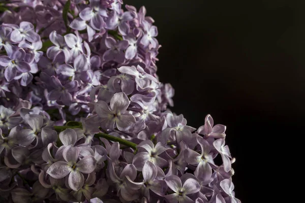 Belle grappe de fleurs lilas violettes gros plan fond noir ou vert avec quelques gouttes d'eau — Photo