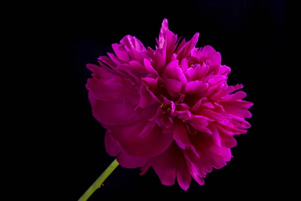 Flor de peonía rosa carmesí primer plano sobre fondo negro o blanco — Foto de Stock