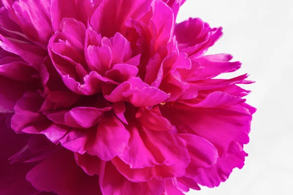 Flor de peonía rosa carmesí primer plano sobre fondo negro o blanco — Foto de Stock