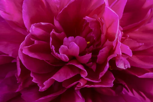 Flor de peonía rosa carmesí primer plano sobre fondo negro o blanco — Foto de Stock