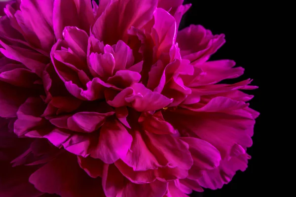 Flor de peonía rosa carmesí primer plano sobre fondo negro o blanco — Foto de Stock