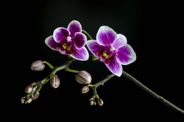 Orkide bir brunch bazı tomurcukları ve siyah arka plan üzerine çiçek — Stok fotoğraf