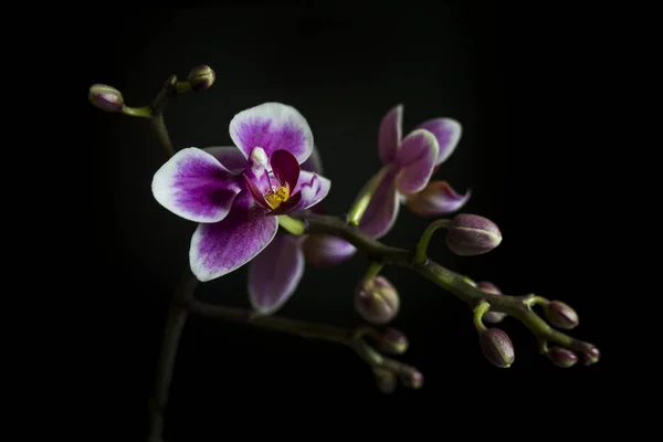 Бранч орхідеї з деякими бутони і квіти на чорному фоні — стокове фото