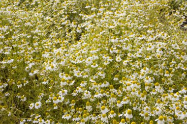 sebze Matricaria chamovegetable yamalari Matricaria chamomilla yamalari bitkisel tedavi alanında parlak papatya çiçekler milla parlak papatya çiçek bir alan üzerinde kullanılabilir 