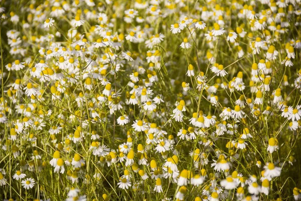 Parches vegetales de Matricaria chamovegetable parches de Matricaria chamomilla se puede utilizar en la terapia de hierbas en un campo de flores de margaritas brillantes milla en un campo de flores de margaritas brillantes — Foto de Stock